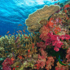 Coral reef & fairy basslets in Fiji