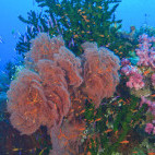 Coral reef & fairy basslets in Fiji