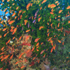 Coral reef & fairy basslets in Fiji