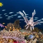 Lion fish in Fiji.