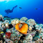 Coral reef & diver in Fiji