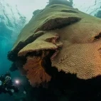 Diver & coral reef in Fiji.