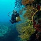Diver & coral fan in Fiji.