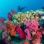 Diver and coral reef in Fiji.
