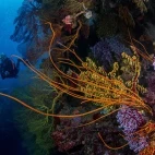 Diver & sea whip in Fiji.