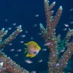 Fish in coral reef in Fiji.