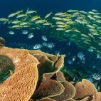 Fish & coral cabbage in Fiji.