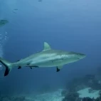 Shark in Fiji.