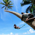 Children playing on a tree in Fiji