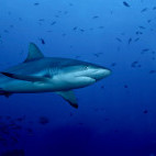 Grey reef shark in Palau.