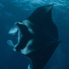 Manta ray in Palau.
