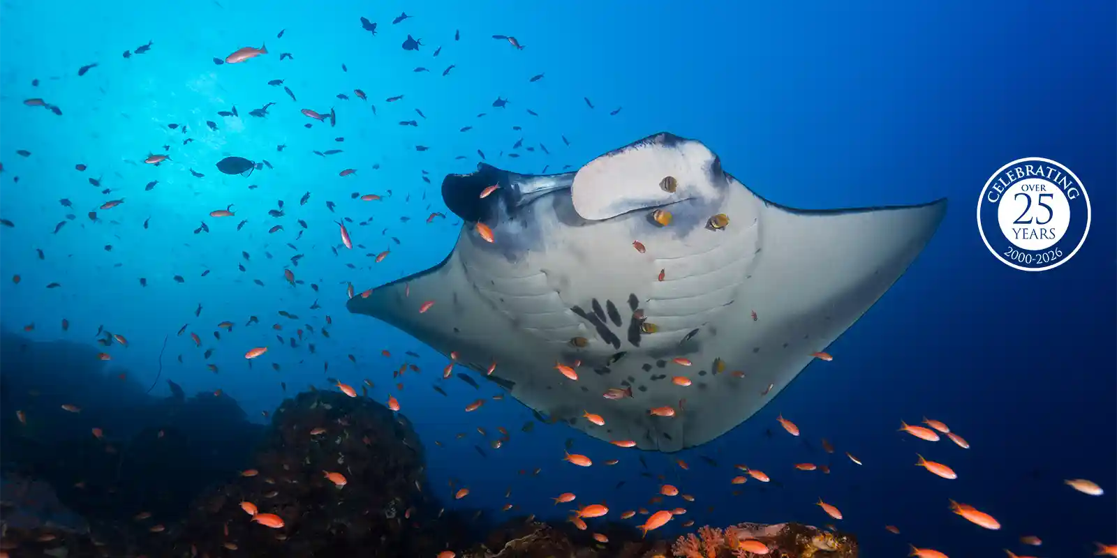 Manta ray in Raja Ampat, Indonesia