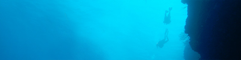 A group of six meerkats on the lookout for predators