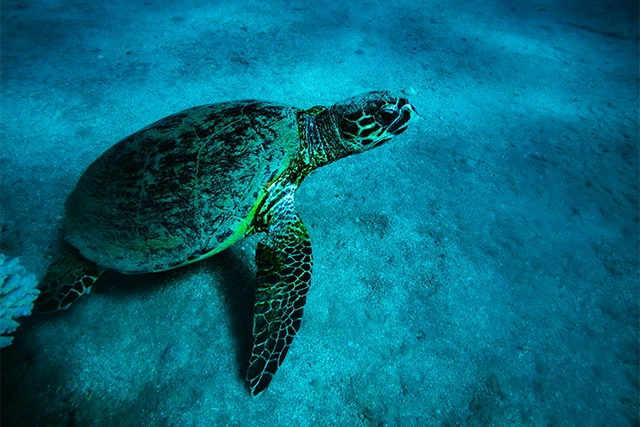 Green sea turtle in Belize
