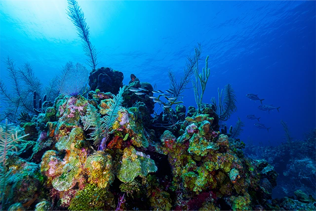 Coral reef in Belize