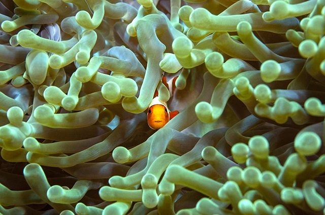 Clownfish in an anemone, Alor, Indonesia.