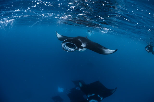 Snorkelling with manta rays in the Maldives