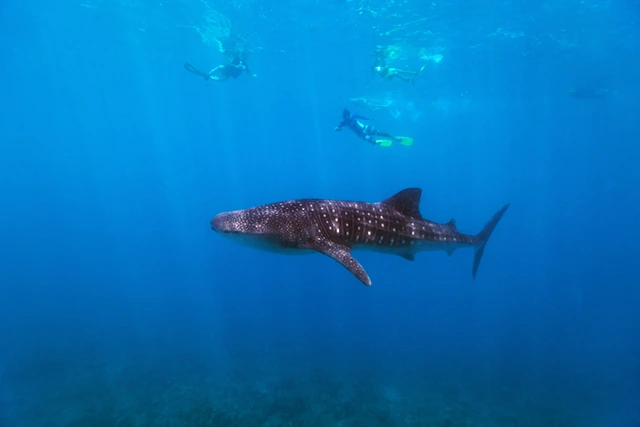 Snorkelling with whale sharks in the Maldives