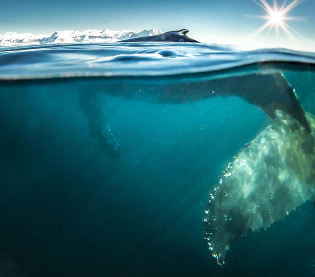 Humpback whale in Antarctica.