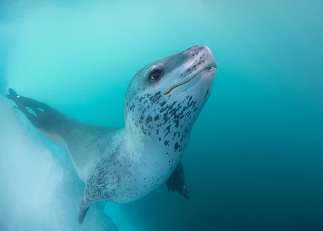 Leopard seal in Antarctica