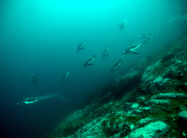 Penguins underwater in Antarctica.