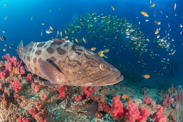 Grouper & coral reef in Mozambique