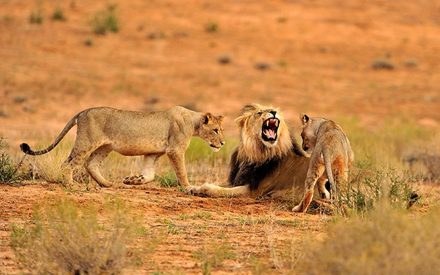 Lion pride in Kruger National Park, South Africa