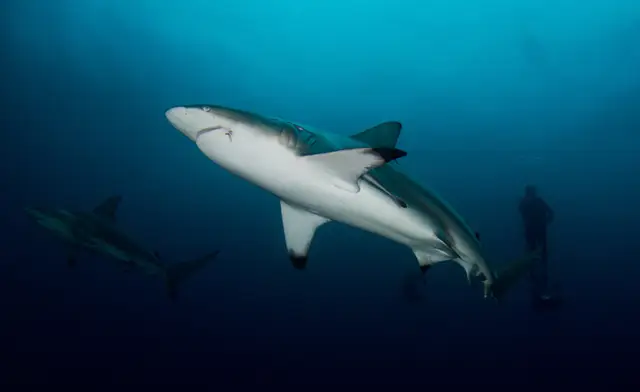 Oceanic white-tip shark in South Africa