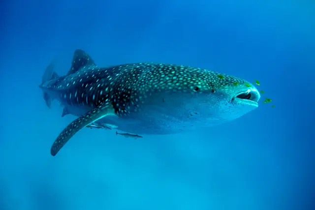 Whale shark in Mafia Island, Tanzania