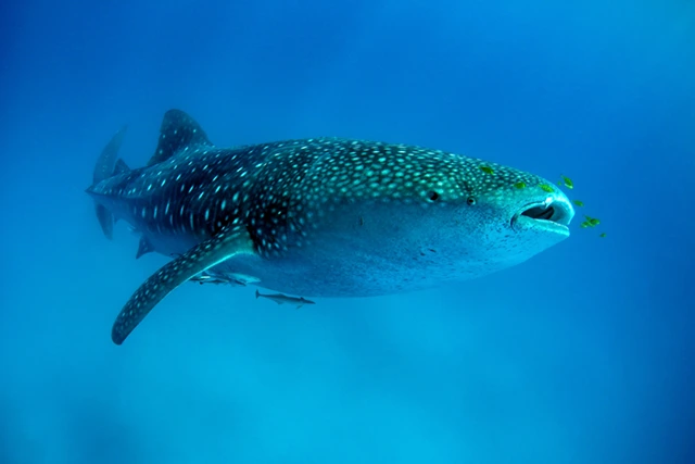 Whale shark in Mafia Island, Tanzania