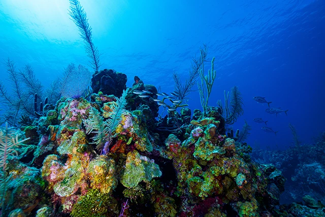 Coral garden in Belize Barrier Reef