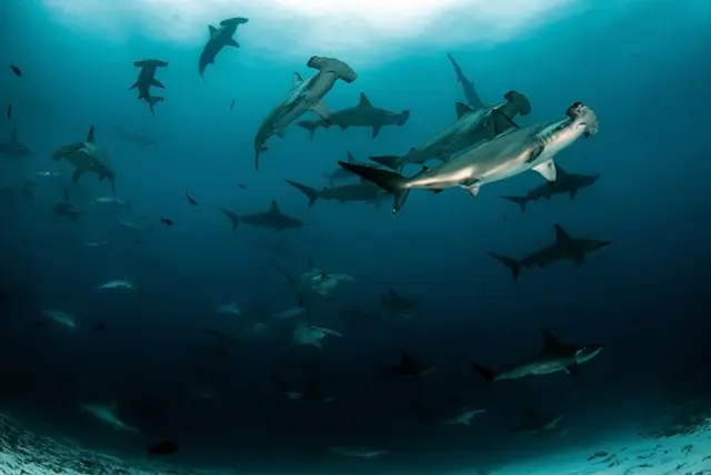 Scalloped hammerhead sharks in the Galapagos