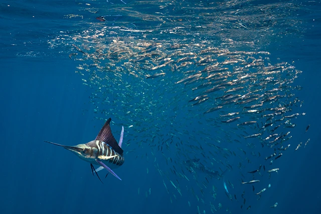 Striped marlin & sardine baitball during the Sardine Run in Magdalena Bay, Mexico