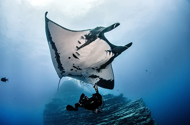 Giant Pacific manta ray in Socorro Island, Mexico