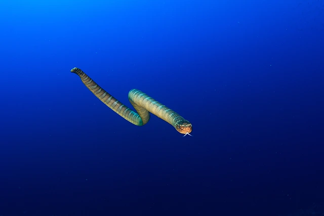 Olive sea snake in Banda Sea, Indonesia