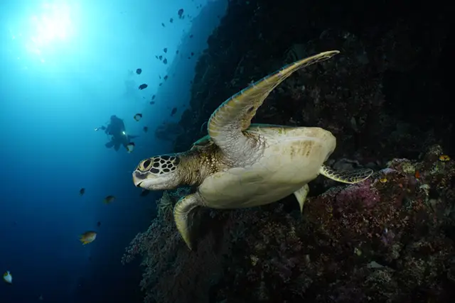 Turtle in Bunaken Marine Park, Indonesia
