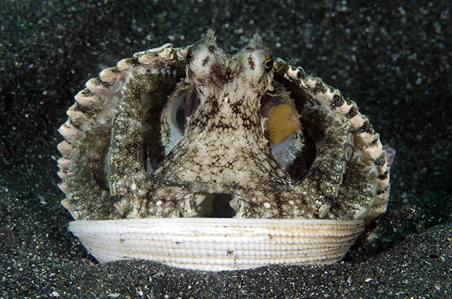 Coconut octopus in Indonesia.