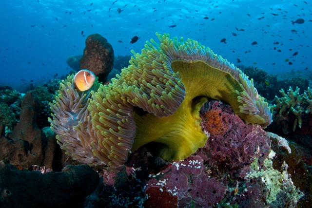 Coral reef & anemonefish in Indonesia