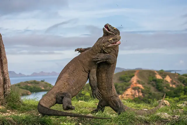Komodo dragons in Indonesia