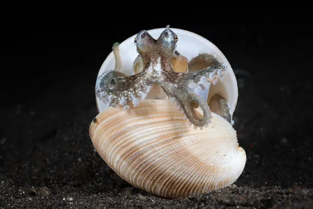 Coconut octopus in Lembeh Strait, Indonesia