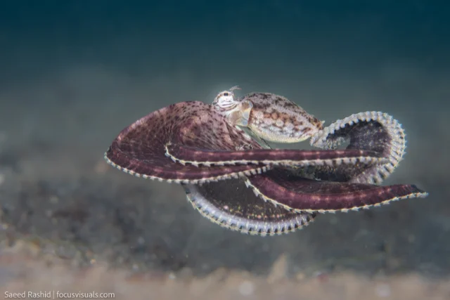 Coconut octopus in Indonesia.