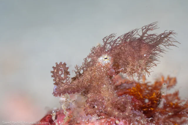 Hairy octopus in Indonesia.