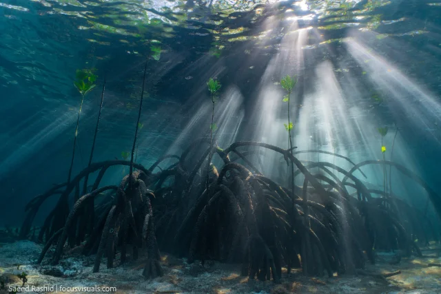 Mangroves in Indonesia.