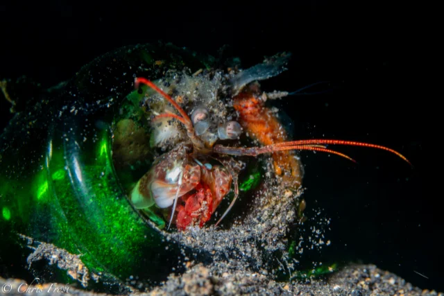 Mantis shrimp in Indonesia.