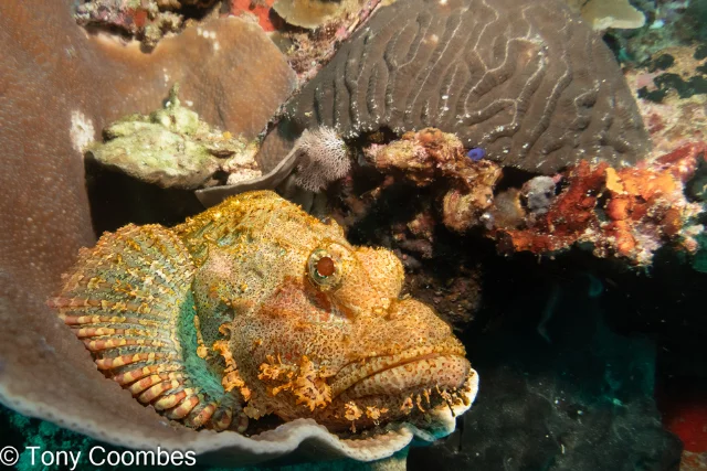 Scorpion fish near brain coral, in Indonesia.