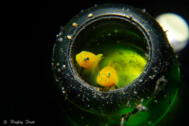 Yellow pygmy gobies in Indonesia.