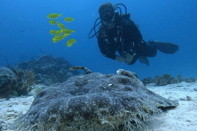 Diver with wobbegong shark in Indonesia.