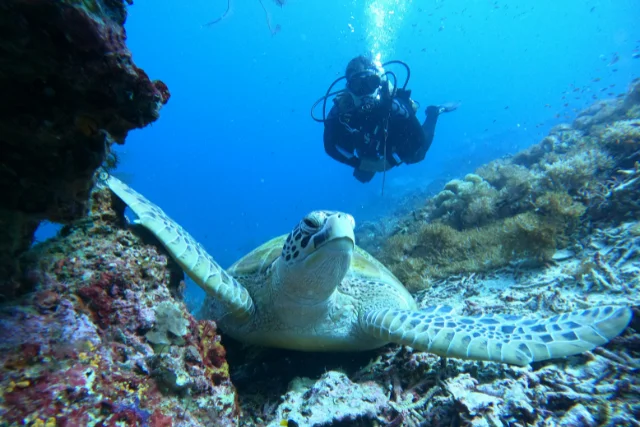 Turtle with a diver in the background, in Indonesia.