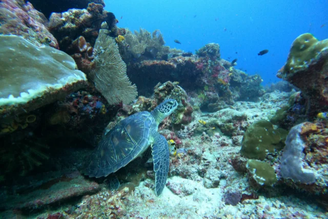 Turtle emerging from a reef in Raja Ampat, Indonesia.