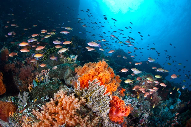 Coral reef & fish in North Sulawesi, Indonesia